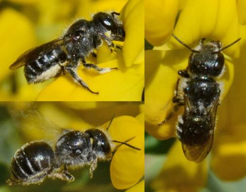 Réf. 279 115 : Osmia submicans